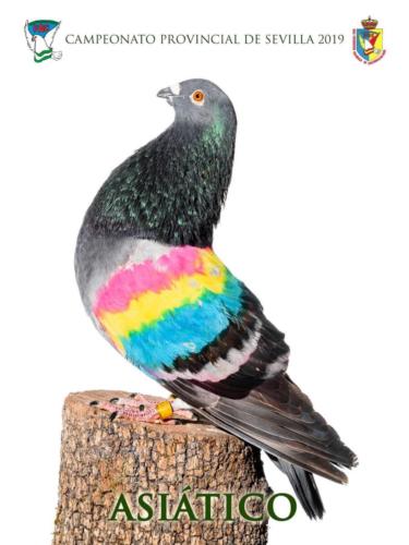 051 asiatico ana1239-rct-fondo-texto-96ppp