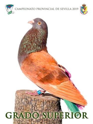 056 grado-superior ana1252-rct-fondo-texto-96ppp