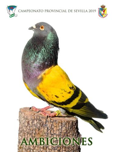 088 ambiciones ana1347-rct-fondo-texto-96ppp