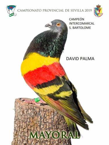 mayoral ana1346-rct-fondo-texto-96ppp