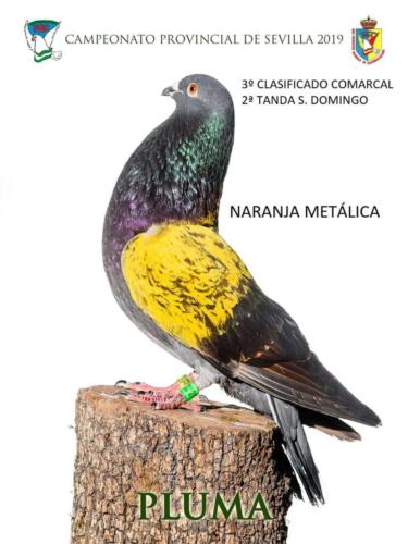 pluma ana1314-rct-fondo-texto-96ppp