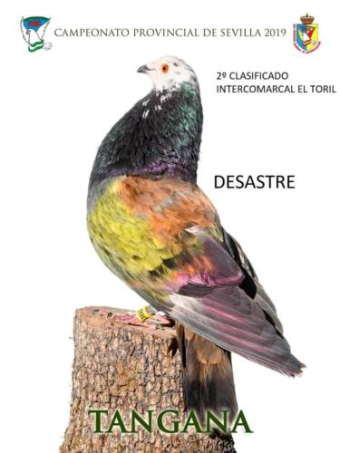 tangana ana1275-rct-fondo-texto-96ppp