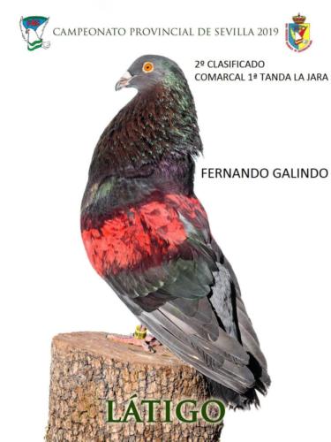 latigo ana1143-rct-fondo-texto-96ppp