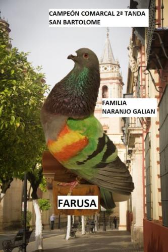 farusa-