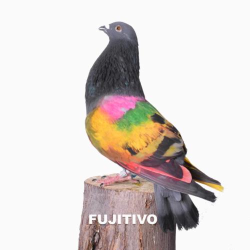 fujitivo
