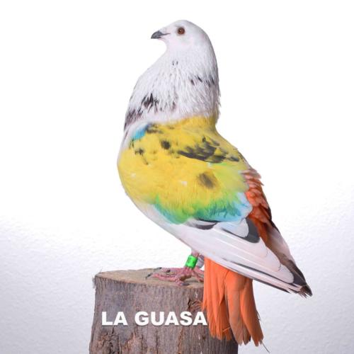 la-guasa