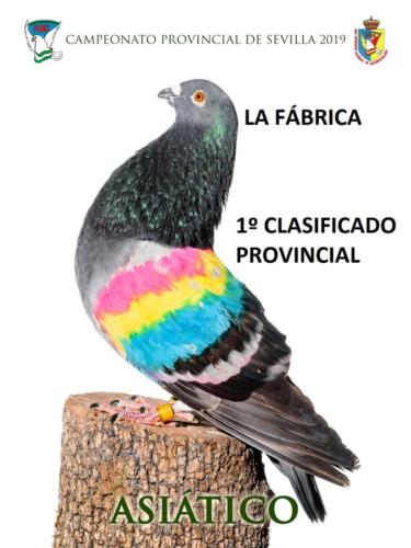 051 ASIATICO ANA1239-rct-fondo-texto-96ppp u2aoicpy