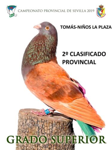 056 GRADO-SUPERIOR ANA1252-rct-fondo-texto-96ppp 1qohvbup