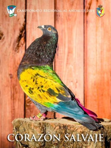 050 coraz-n-salvaje ana9209 1-texto