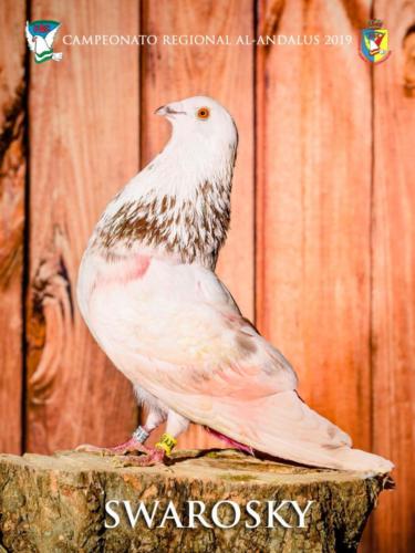 054 swarosky ana9224 1-texto