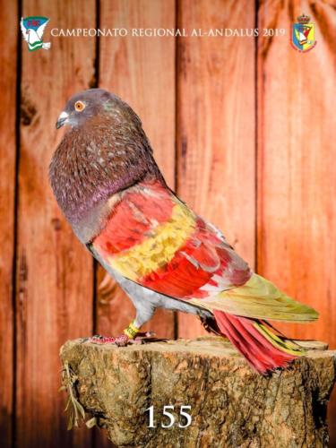 055 155 ana9226-rtq-rct 1-texto