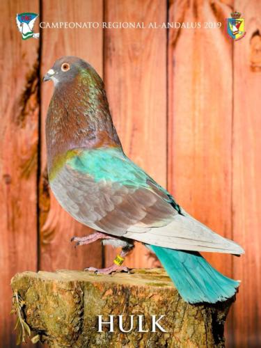 056 hulk ana9233 2-texto