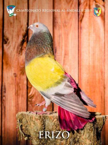 058 erizo ana9243 1-texto