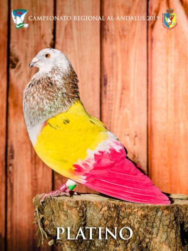 066 platino ana9277-rtq-rct 1-texto