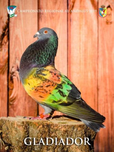 070 gladiador ana9297 1-texto