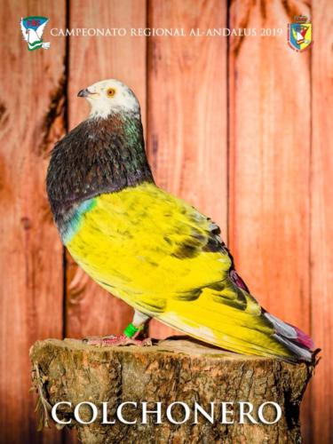 071 colchonero ana9298 1-texto