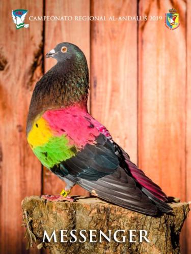 072 messenger ana9310 1-texto