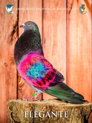 076 elegante ana9329 1-texto