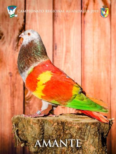 078 amante ana9337 1-texto