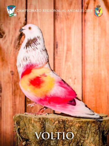 080 voltio ana9344 1-texto