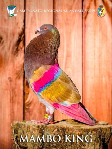 081 mambo-king ana9351 1-texto