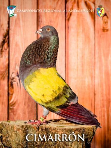 082 cimarr-n ana9353 1-texto