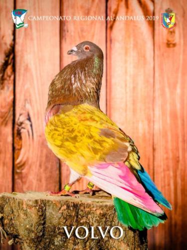 089 volvo ana9387 1-texto