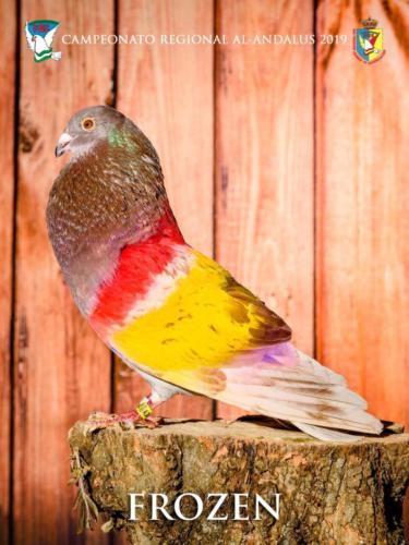 095 frozen ana9408-rtq-rct 1-texto