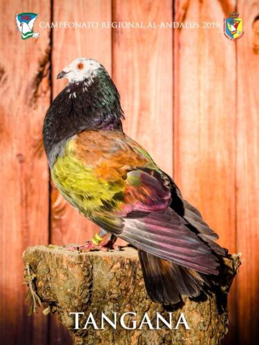 096 tangana ana9409 1-texto