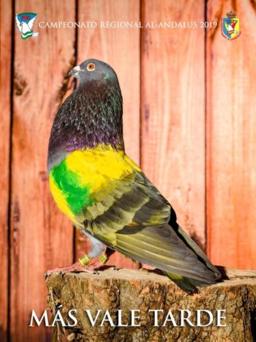 100 m-s-vale-tarde ana9420 1-texto