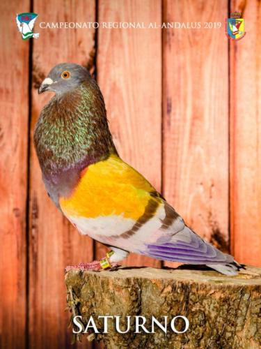 103 saturno ana9433-rtq-rct 1-texto